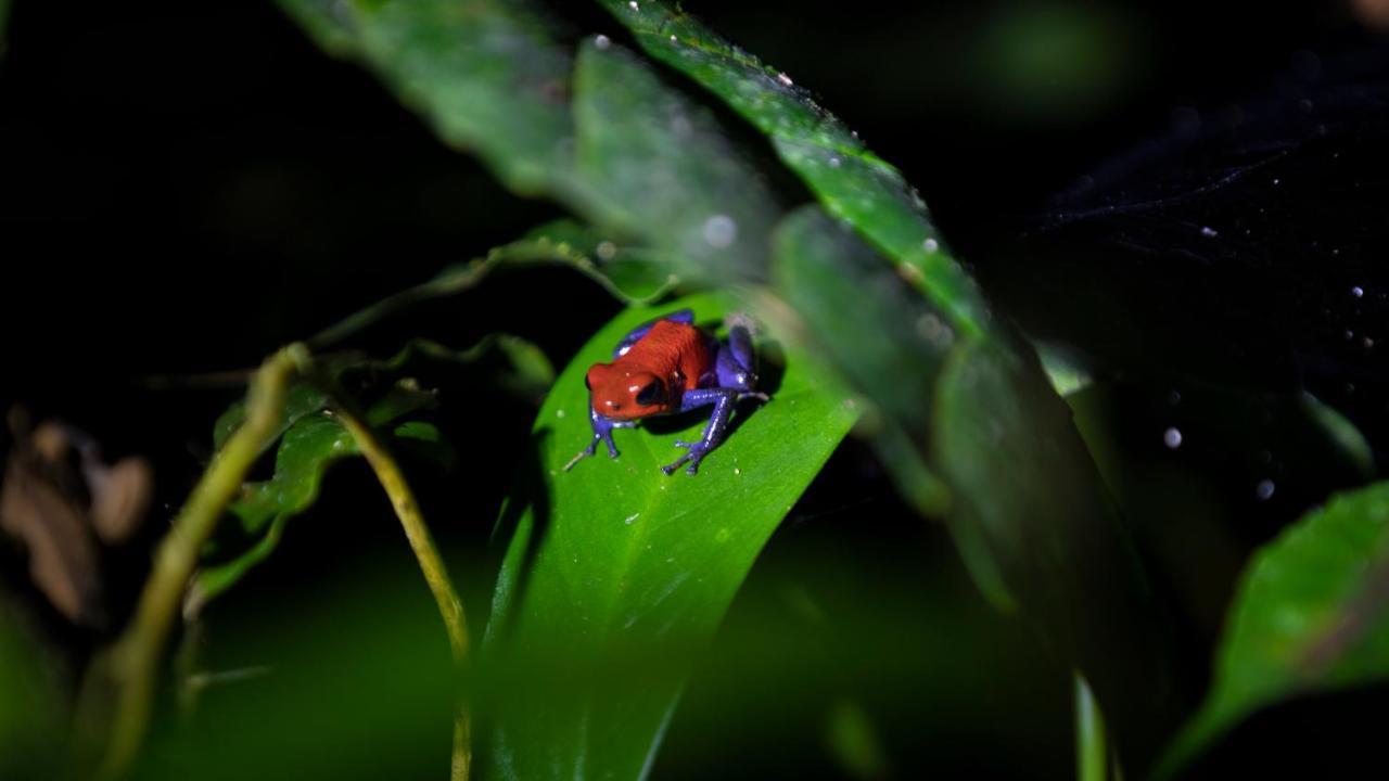 Hotel Rancho Cerro Azul La Fortuna Luaran gambar